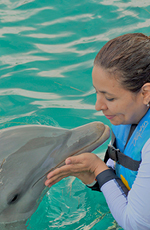 Amplify Travel Dolphin Show Gold Coast